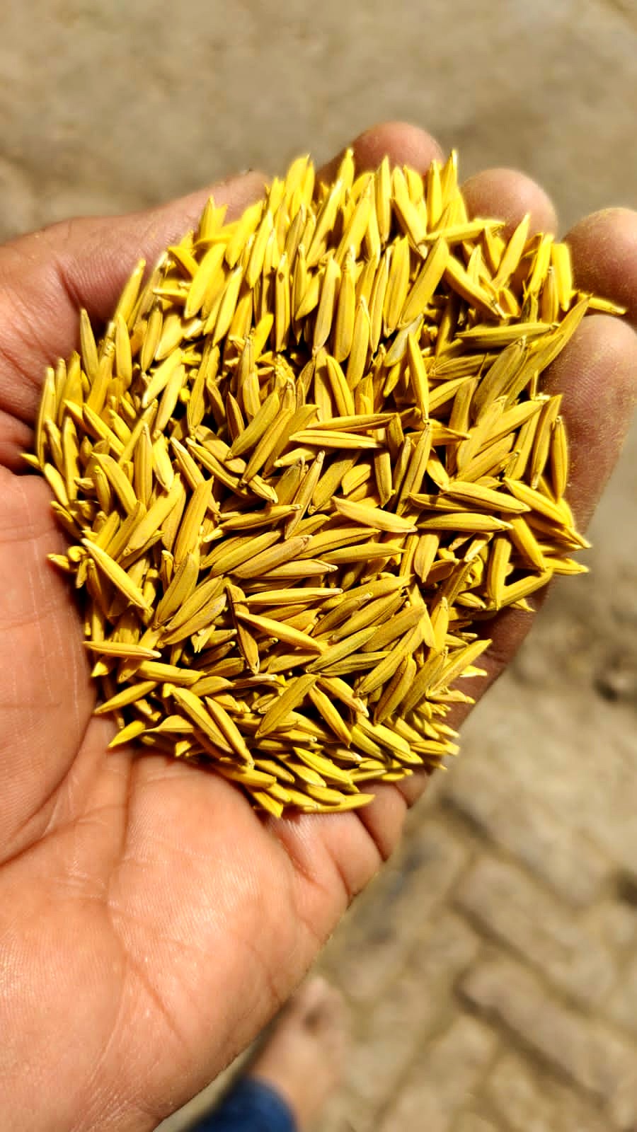 Basmati Rice