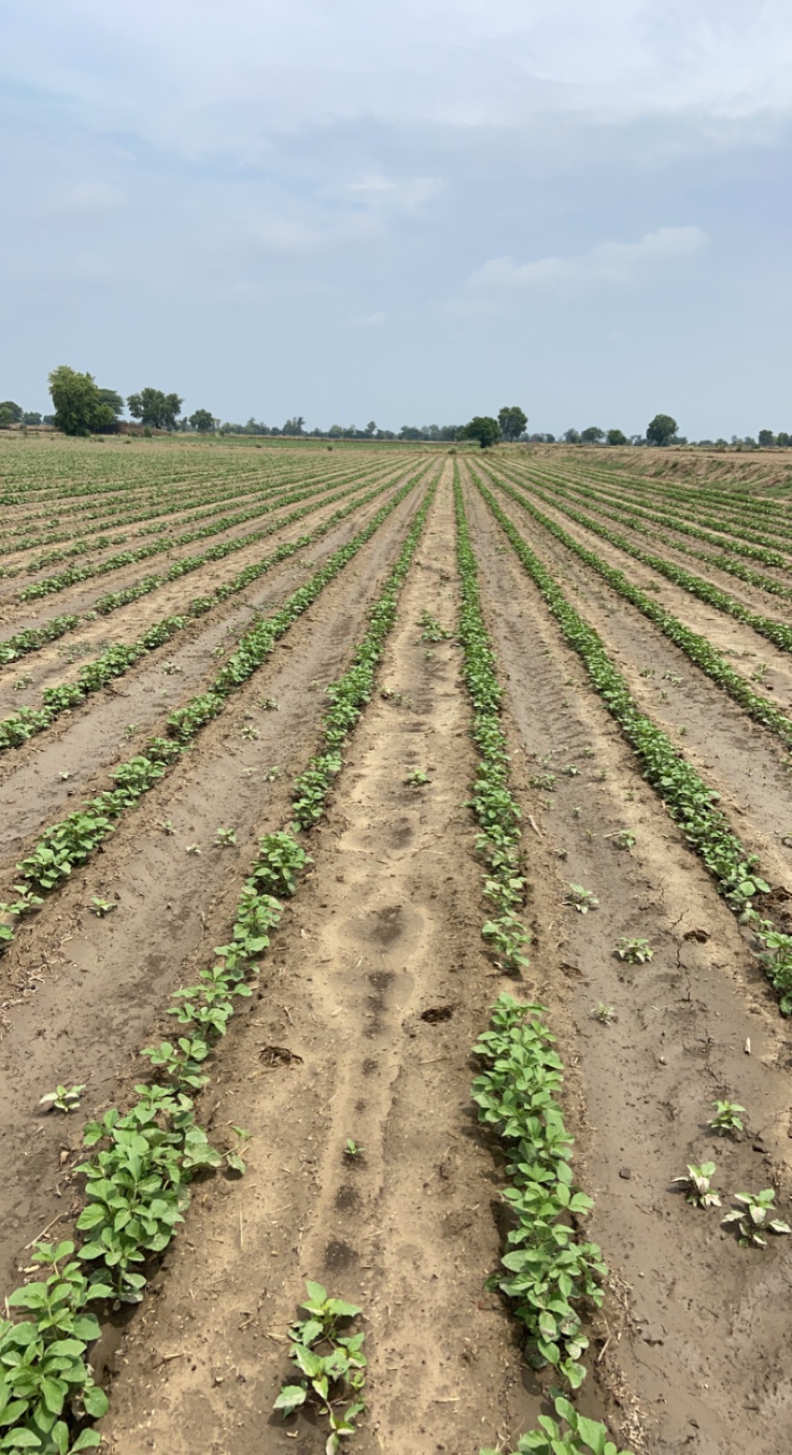 Guar harvest, in the field