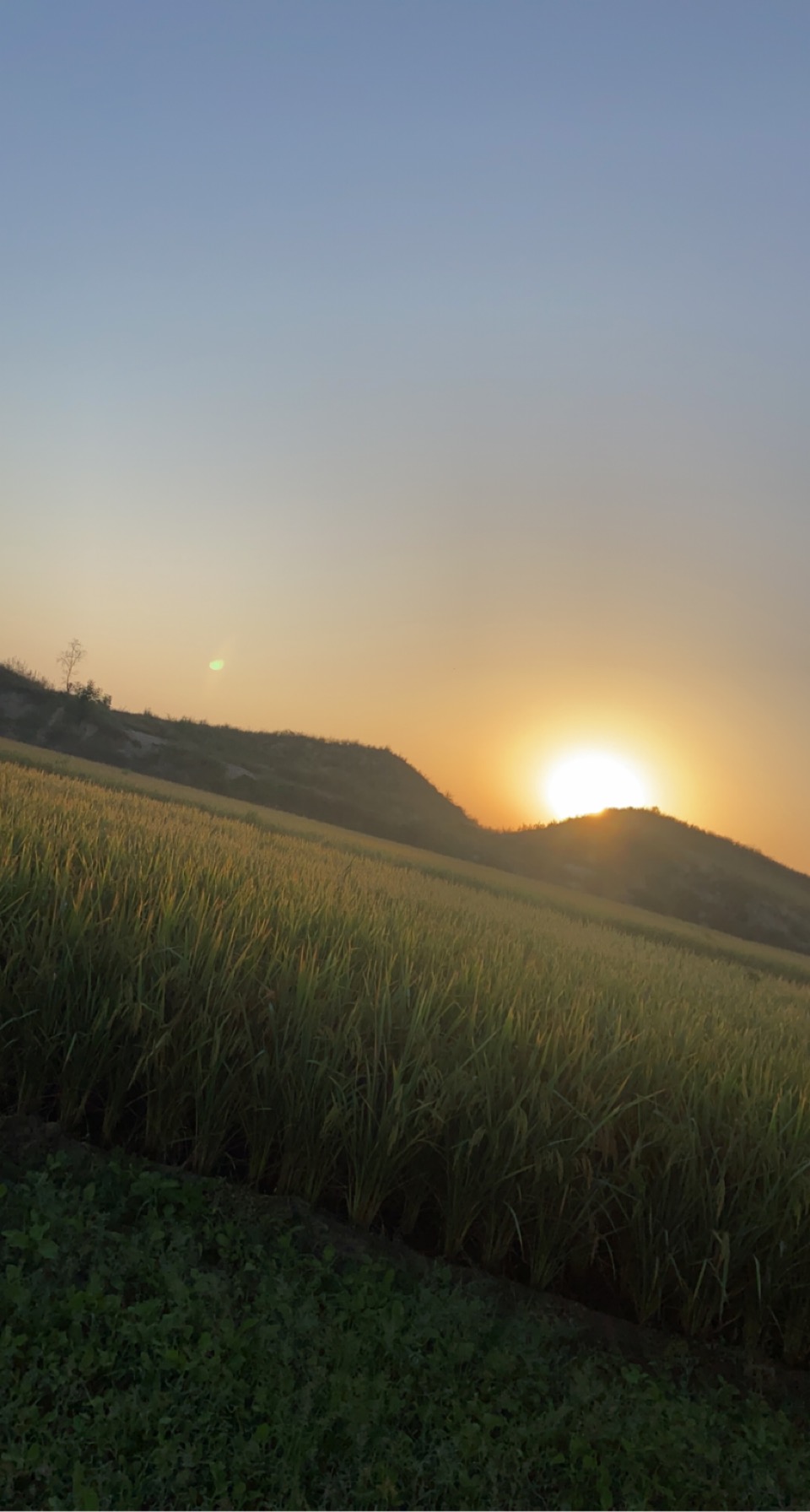 Paddy at dusk, our own fields